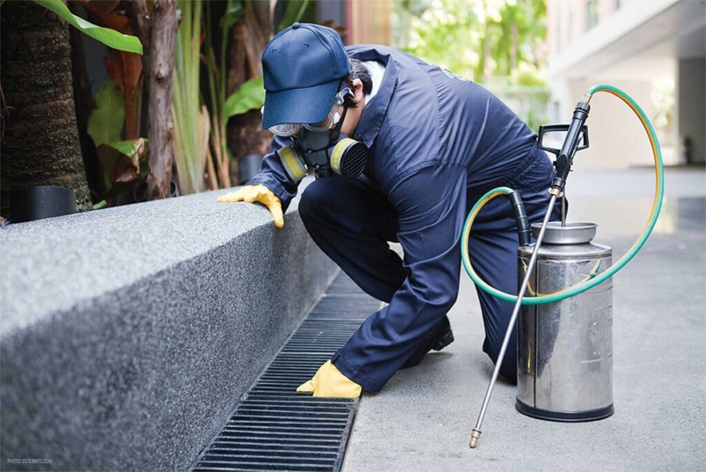 Tips on Hiring the Right Pest Control Professionals for Termite control