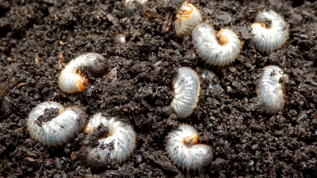 All About Lawn Grubs: What They Are, Where They Come From, and How to Get Rid of Them