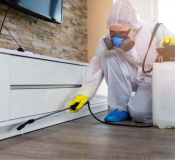Why do people feel the need for furniture pest control service