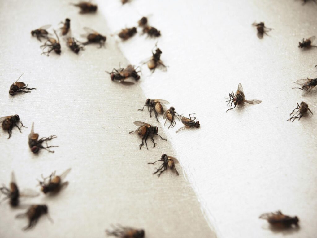 Light flies